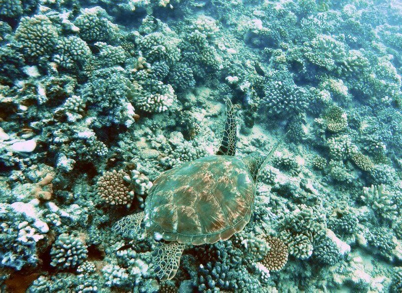 a hawksbill sea turtle on a coral wall while diving in moorea