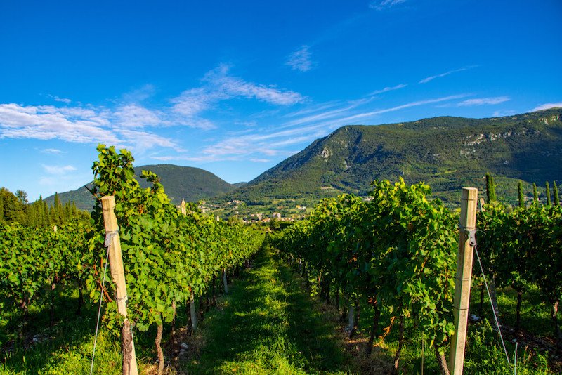 the vineyards of bardolino in lake garda