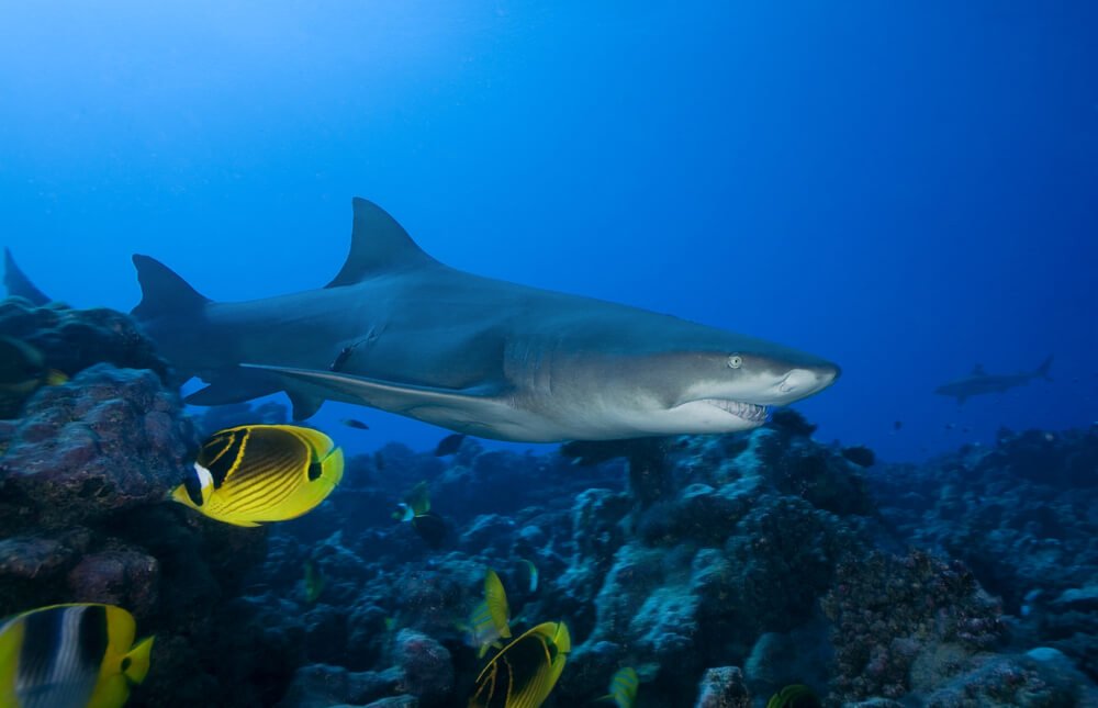 view of a lemon shark while diving in moorea with another shark in the distance and yellow fish in the foreground