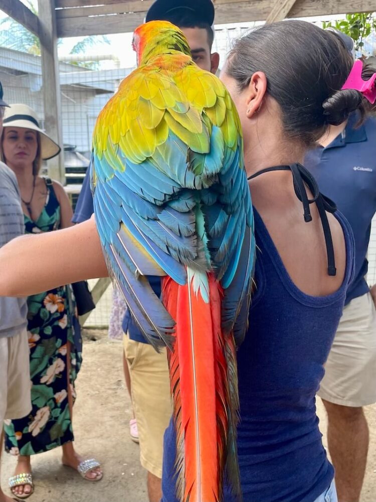 feathers of a rainbow colored macaw at a sanctuary on a woman's arm