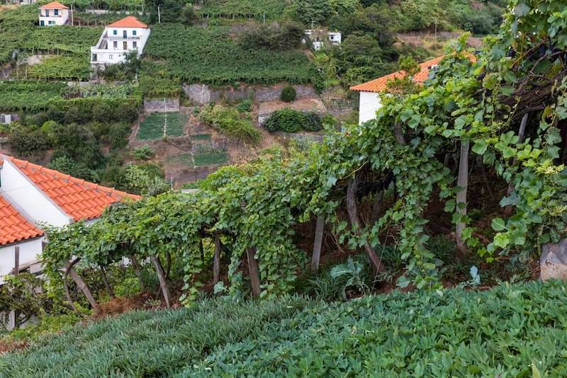 Vineyards in Estreito de Câmara de Lobos, Madeira