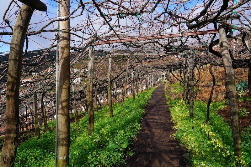 Vineyard at the Levada do Norte on Madeira