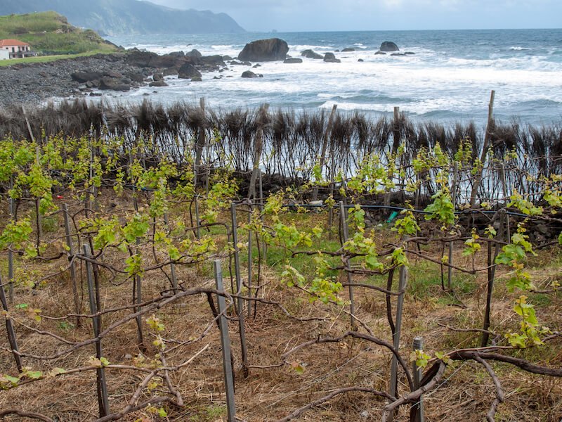 Vineyard next to the ocean on the north coast of Madeira