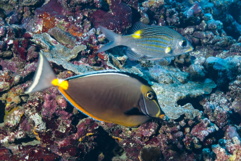 animals on the coral reef in moorea french polynesia