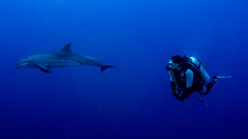 The dolphin and the female diver swim together in the waters of Rangiroa (French Polynesia)