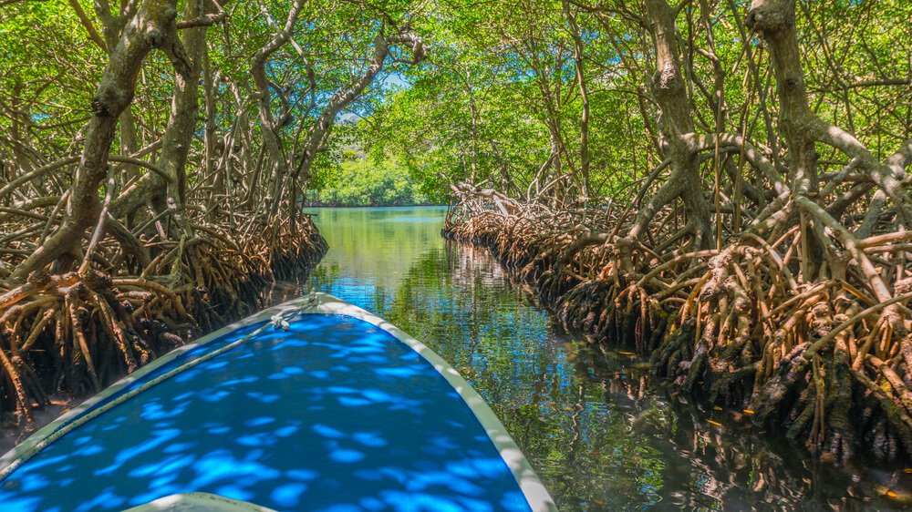 kayaking through a channel of the roatan mangrove forests