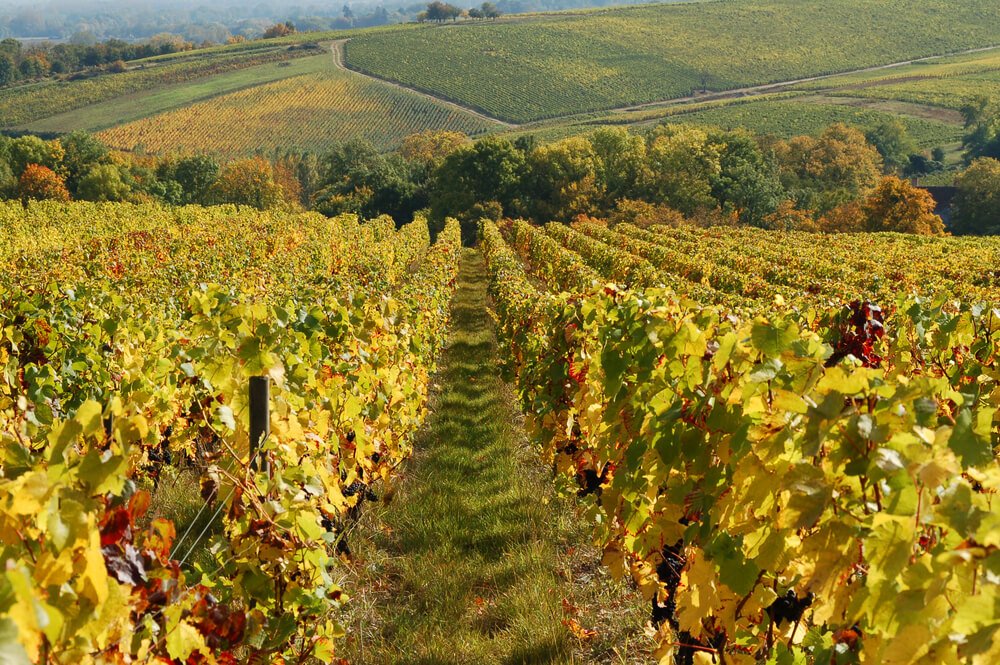 harvest time for sancerre wine in the loire valley