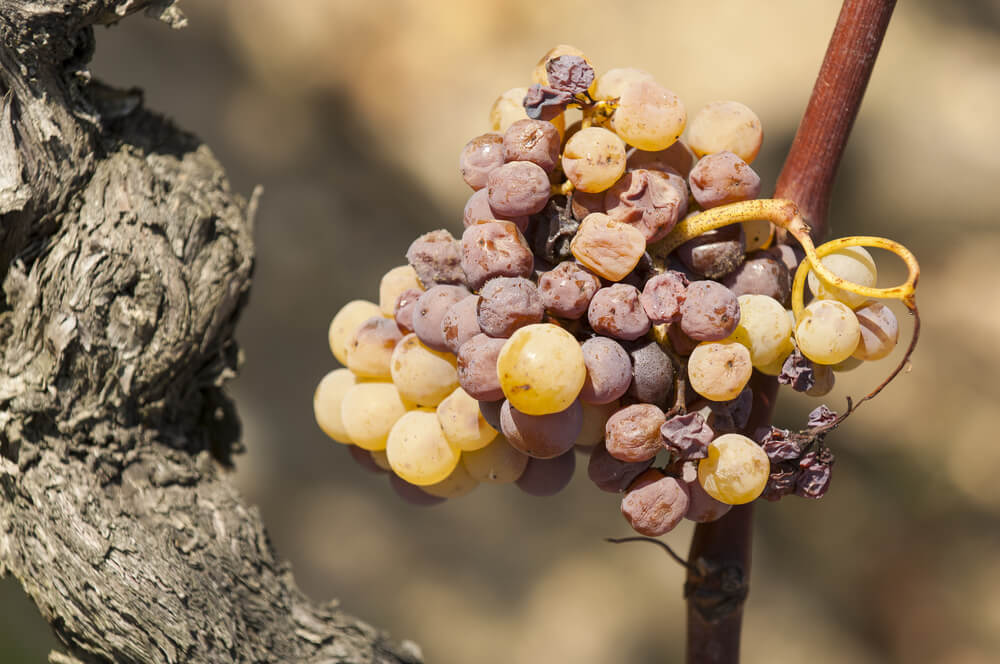 noble rot affecting a grape in sauternes region