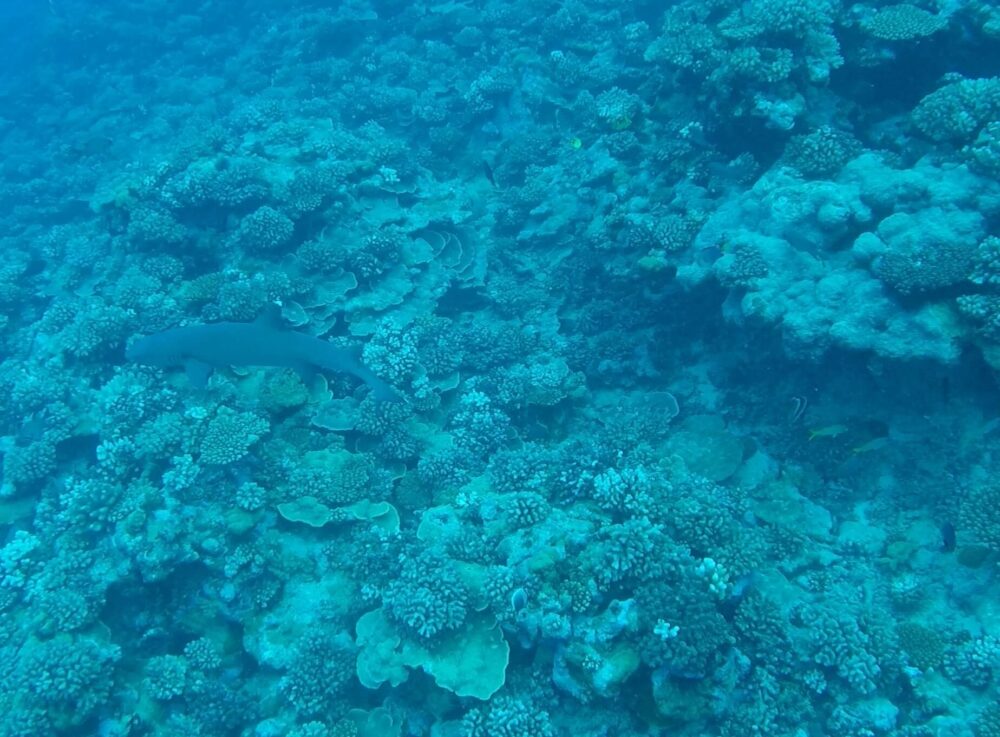 white tip shark in Moorea with yellow fish and white fish