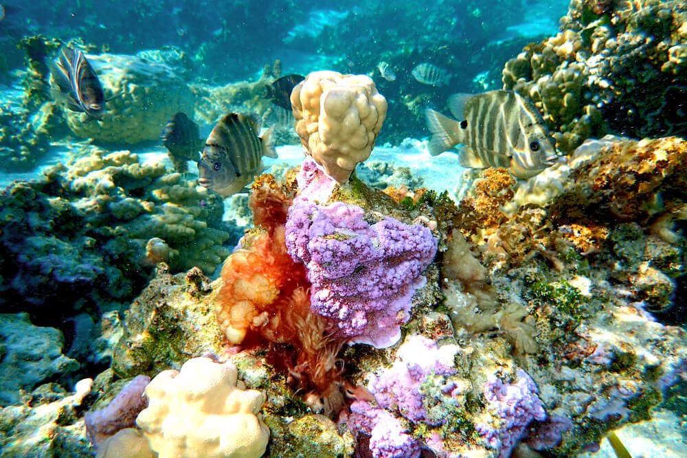 shalllow water diving in Tahiti with purple coral and orange color and reef life