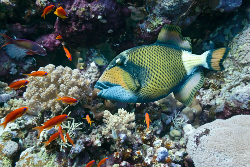 Titan Triggerfish on the coral reef with lots of orange fish with blue eyes nearby