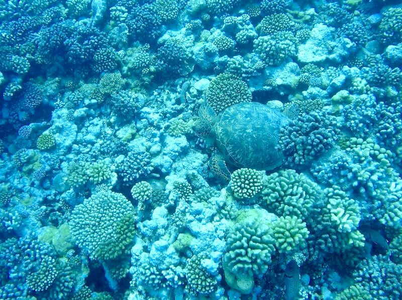 turtle in the nook of a reef