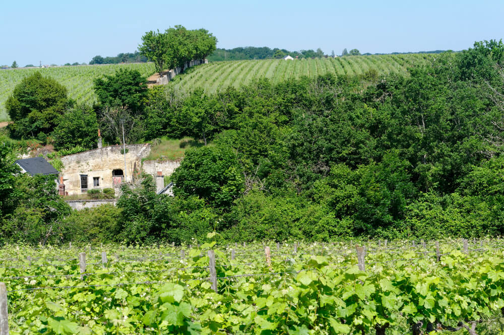 Vineyards in the hills of Vouvray village