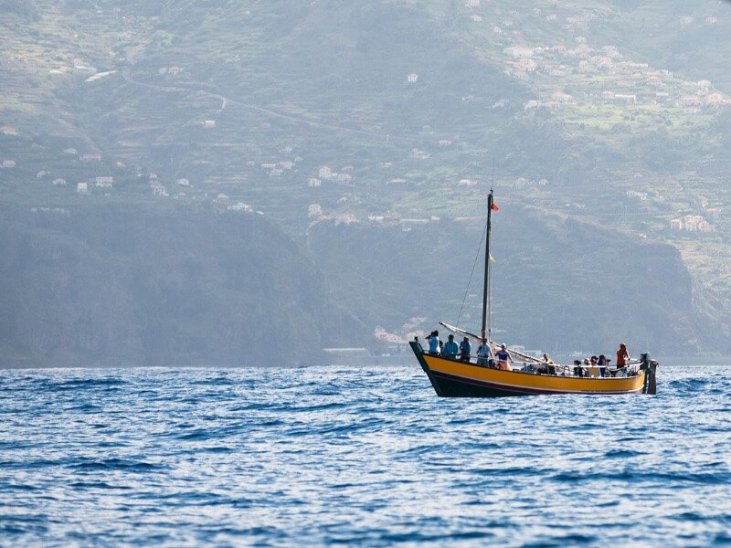 Best time for Whale and Dolphin Watching in Madeira 2023 