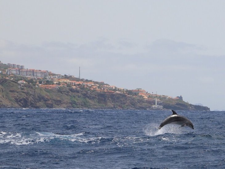 Best time for Whale and Dolphin Watching in Madeira 2023 