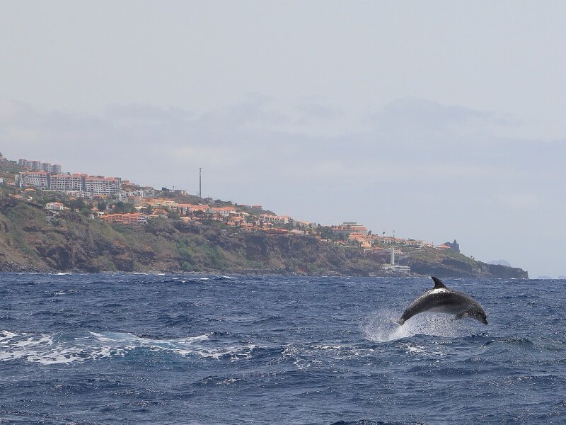 madeira dolphin jumping with the coastline of the island in the background on a partly cloudy day