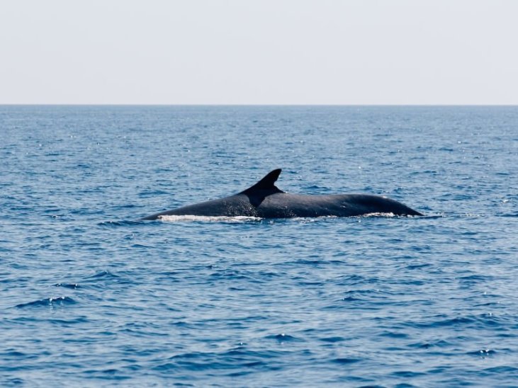 Best time for Whale and Dolphin Watching in Madeira 2023 