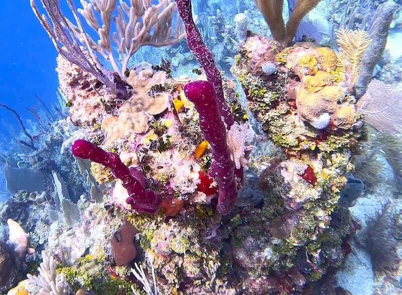 some of the coral you can see in the ted's point dive site - branching magenta and other colorful coral