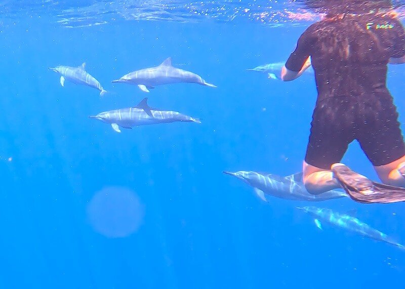 seeing dolphins during a surface interval - a person in a shortie wetsuit and five dolphins swimming qiute close, approximately 15 feet away