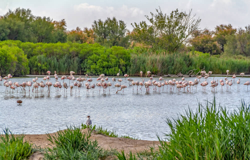 riparian scenery including some flamingos around the Regional Nature Park of the Camargue in Southern France
