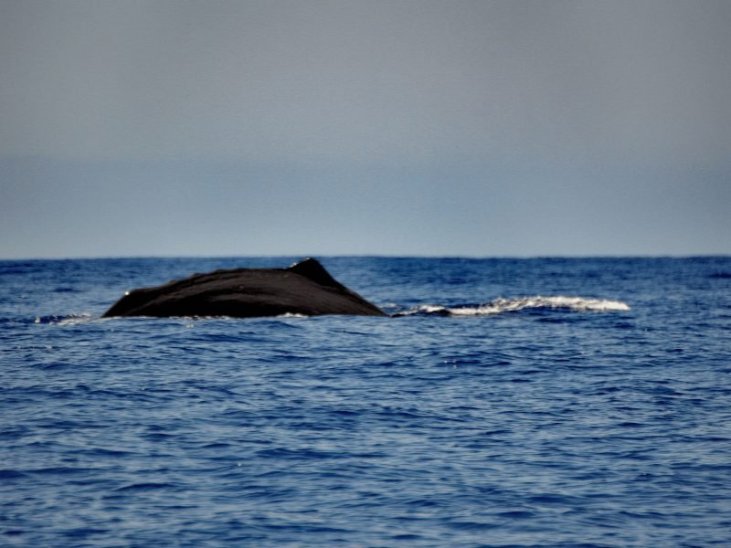 Best time for Whale and Dolphin Watching in Madeira 2023 