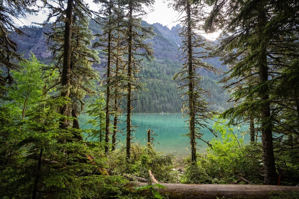 Beautiful shoreline of Avalanche Lake in Glacier National Park Montana
