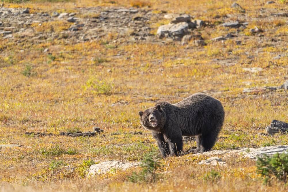 USA, Montana, Glacier National Park. Black bear adult sow in mountain meadow.

