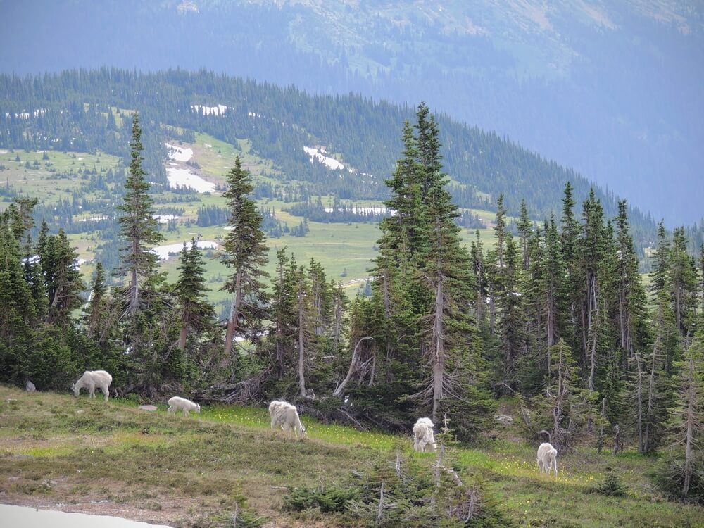 Mountain Goat at Going-to-the-Sun Road, Along Hiking Trail at Logan Pass Glacier National Park Montana 