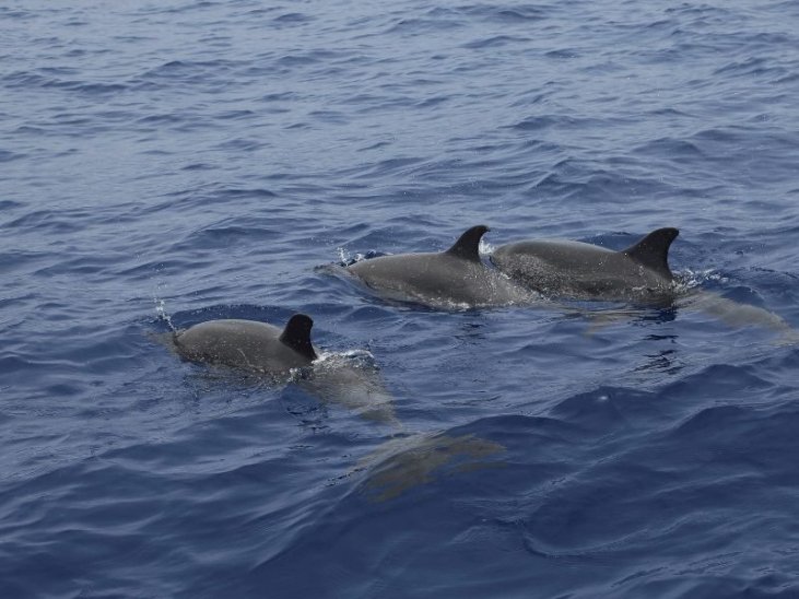 Best time for Whale and Dolphin Watching in Madeira 2023 