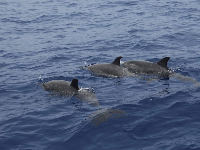 Dolphins swimming in the Atlantic waters near Madeira