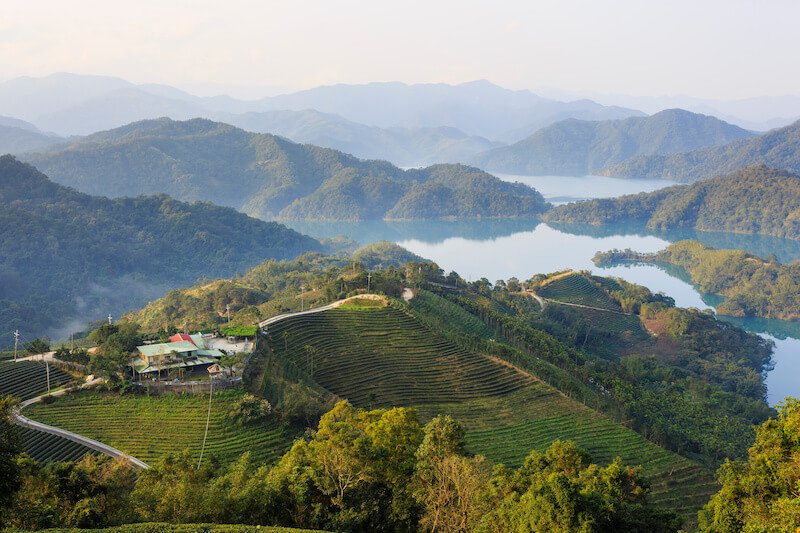 pinglin tea plantations in taiwan