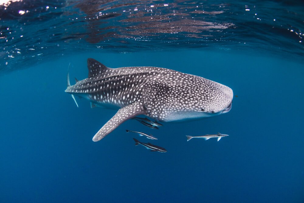 utila whale shark with four or five shark suckers or remora fish following it underwater