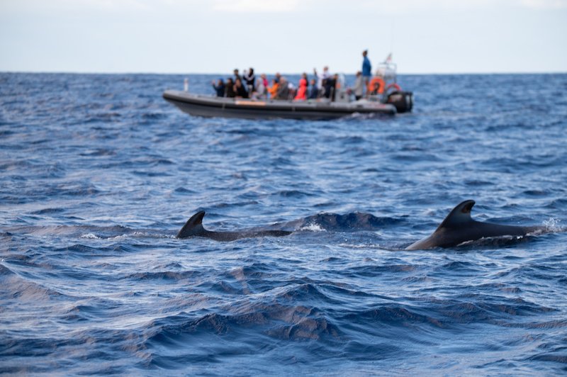 close up view of pilot whales near the shore with a rib boat full of people behind it
