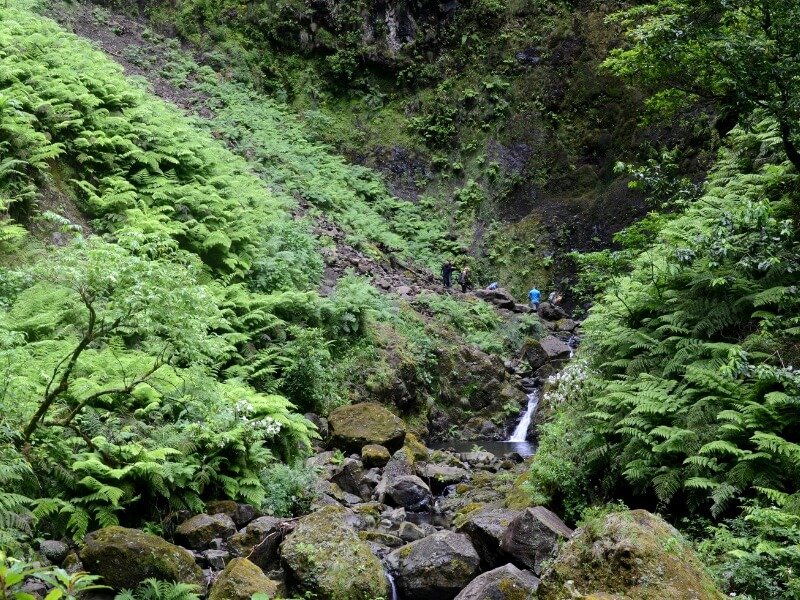 small waterfall in a valley filled with ferns and lush green foliage, and a hiker in a blue shirt on a trail