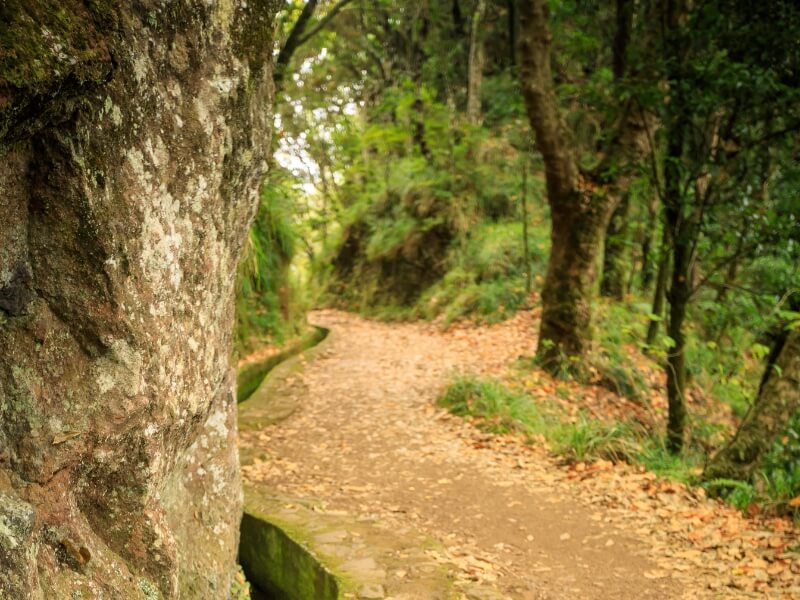 walkway along a levada in madeira with a stone wall and trees