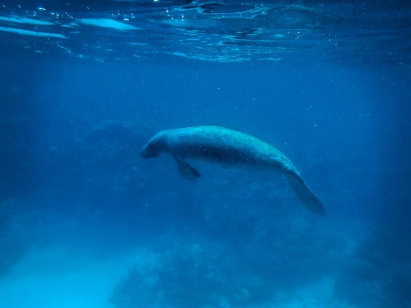 a manatee is a possible sighting on a caye caulker snorkeling tour in the deep blue water