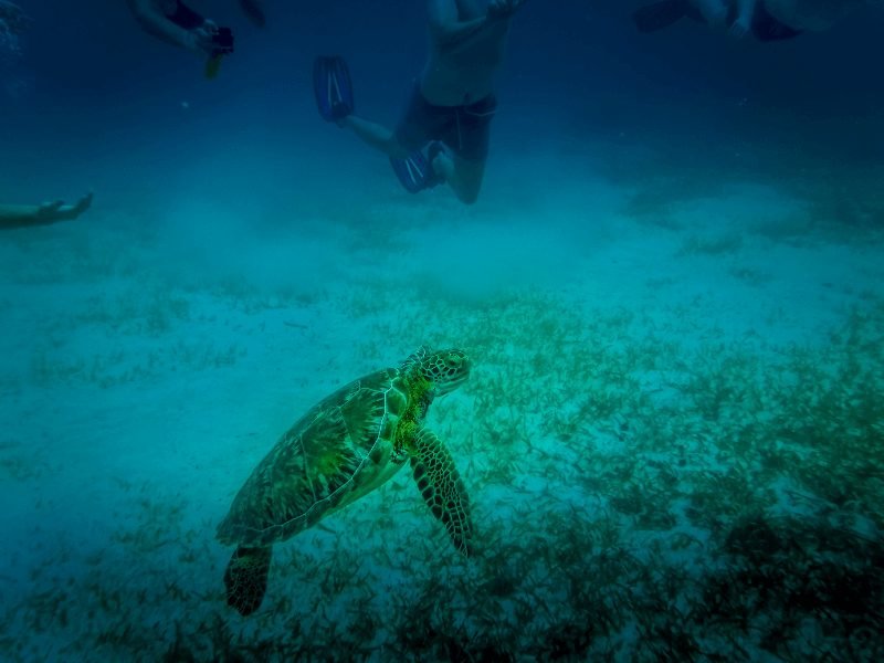 a sea turtle with some snorkelers watching it in the distance in hol chan marine reserve belize