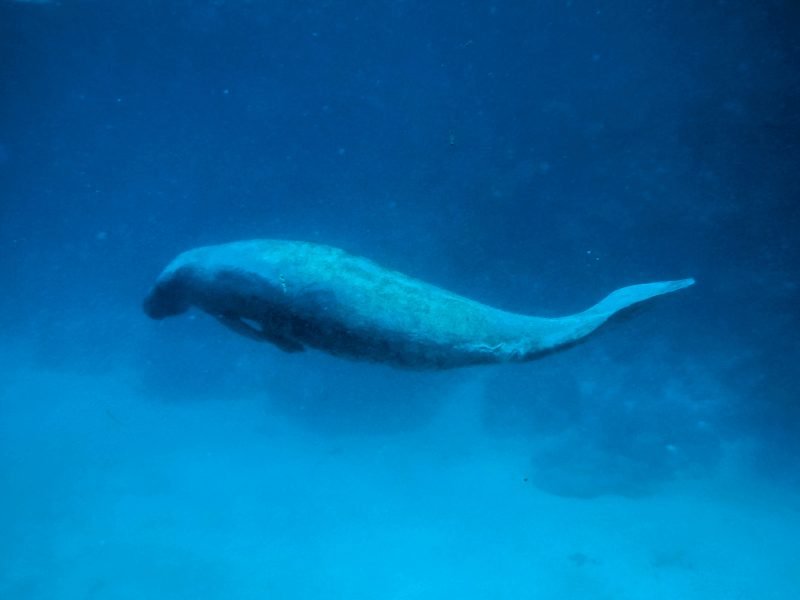 a manatee visible in the water in caye caulker area