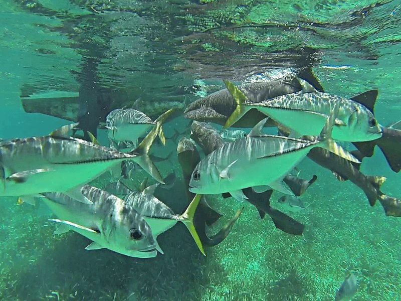 jacks and nurse sharks seen in front of a boat while stopped at shark ray alley on a belize snorkel tour