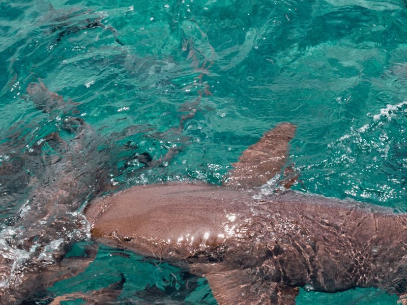 nurse shark at the surface of the water when the boat comes near it looking for food