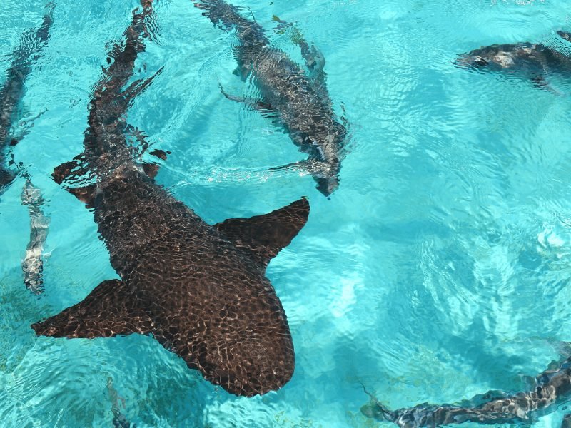 nurse sharks approaching the water surface on a snorkeling tour in caye caulker