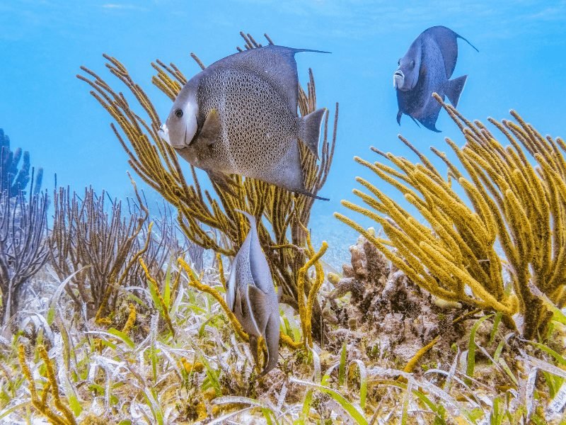 angelfish in the water in belize barrier reef system