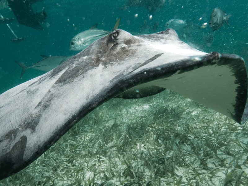 view of a stingray getting up close and personal while on a snorkeling tour in belize leaving from caye caulker