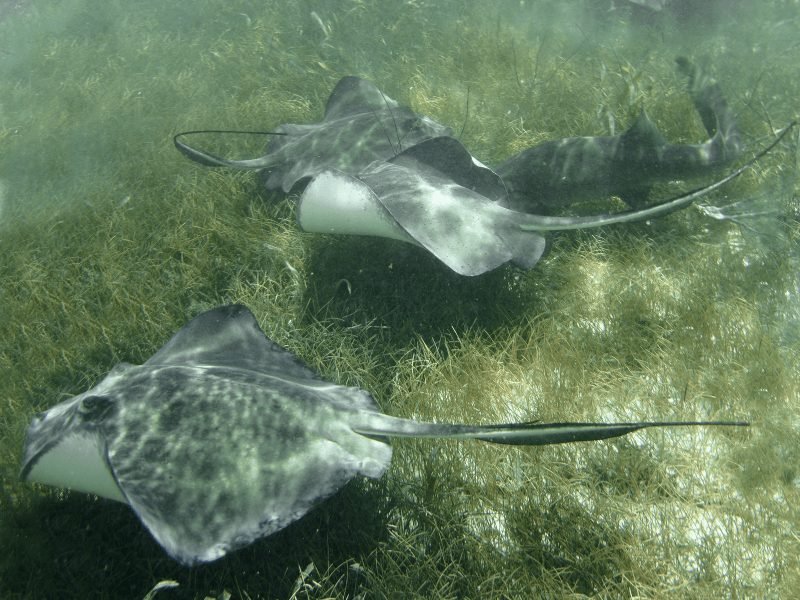 two sting rays relaxing in sea grass in hol chan marine reserve on a snorkeling tour in caye caulker