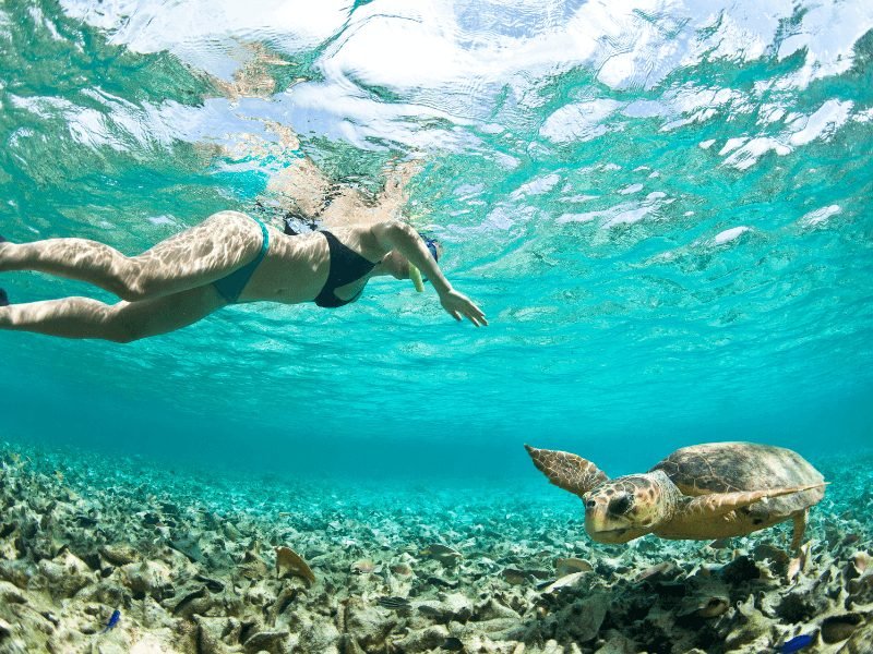 woman snorkeling with a turtle beneath her in belize