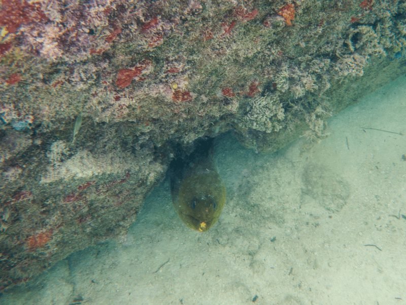 a moray eel peeping up from below a piece of coral it is hiding under