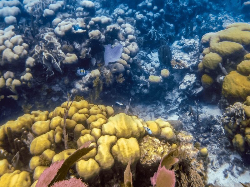 colorful coral in belize's hol chan marine reserve seen on a snorkeling tour from caye caulker