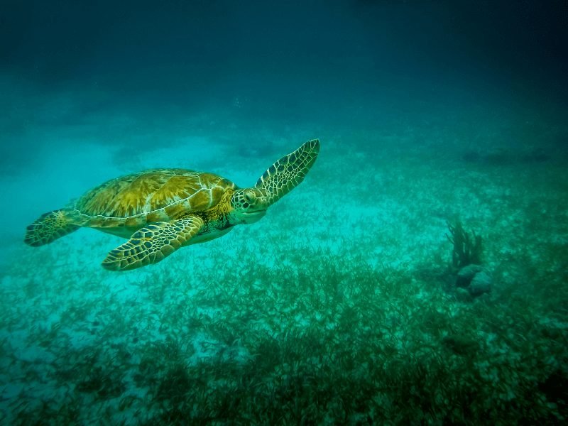 a sea turtle swimming towards the camera while snorkeling in belize