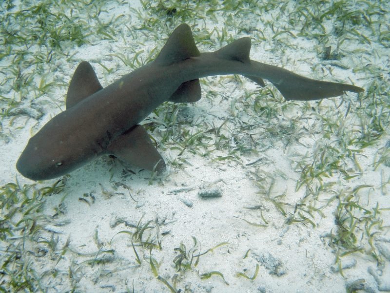 view of a nurse shark on the sea floor with sand and sea grass while visiting belize on tour for snorkel trip