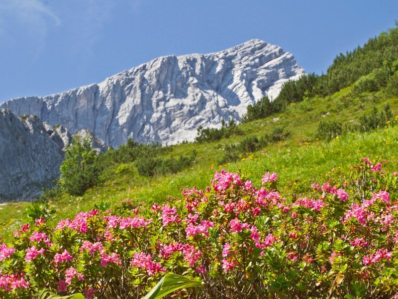 pink blooming spring or summer flowers in front of a grassy field with the alpspitze peak behind it